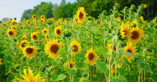 Comment attirer les pollinisateurs dans votre jardin ?