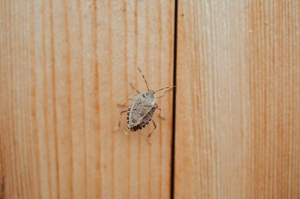Entreprise de traitement d'insectes de bois : quels sont ses services et combien cela coûte ?