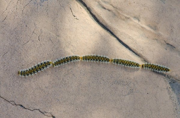 Comment éliminer les chenilles processionnaires ?